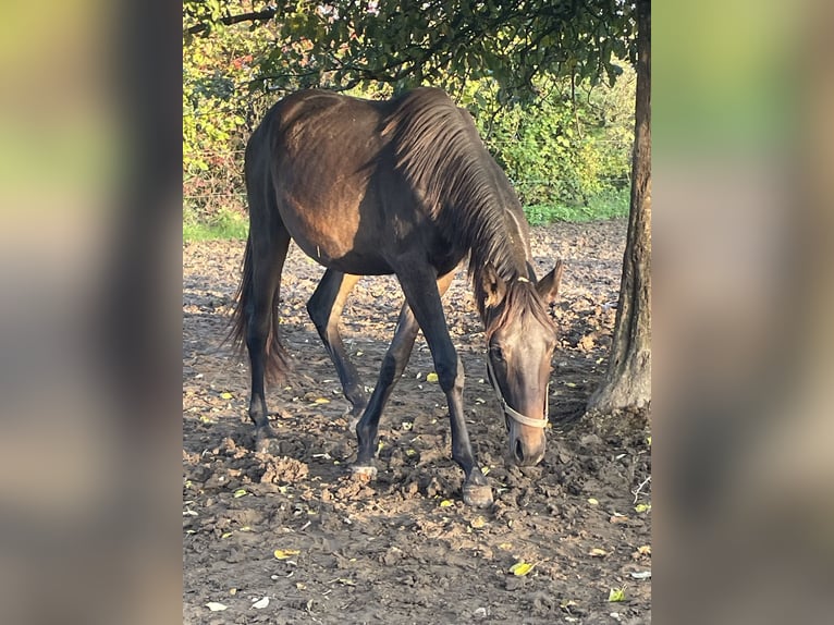 Westphalien Hongre 3 Ans 172 cm Bai brun in Osburg