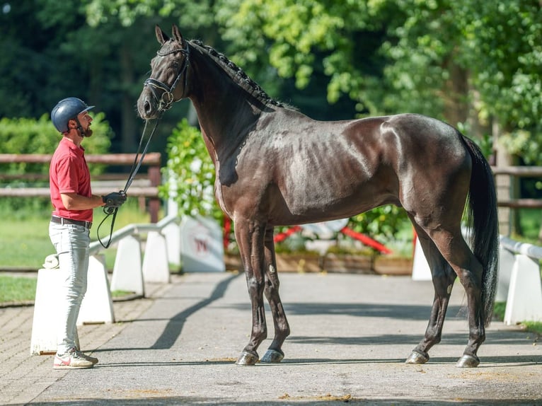 Westphalien Hongre 3 Ans 172 cm Noir in Münster