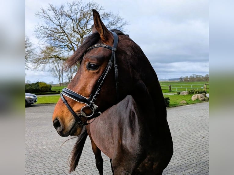 Westphalien Hongre 3 Ans 173 cm Bai in Coesfeld