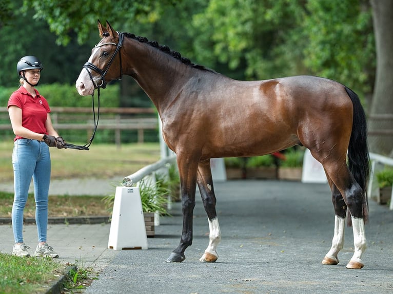 Westphalien Hongre 3 Ans 173 cm Bai in M&#xFC;nster-Handorf