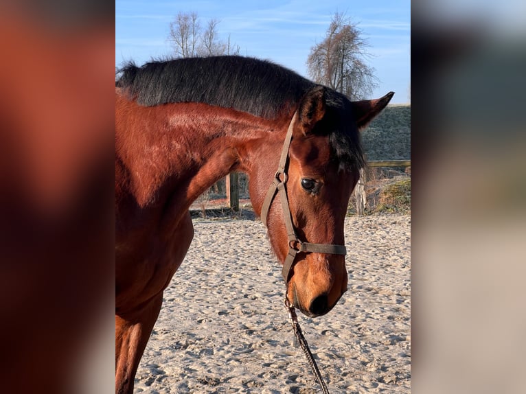 Westphalien Hongre 3 Ans  in Bottrop