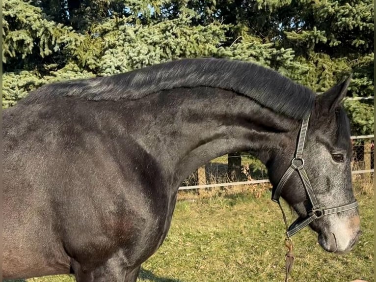 Westphalien Hongre 3 Ans Gris noir in Reichenwalde