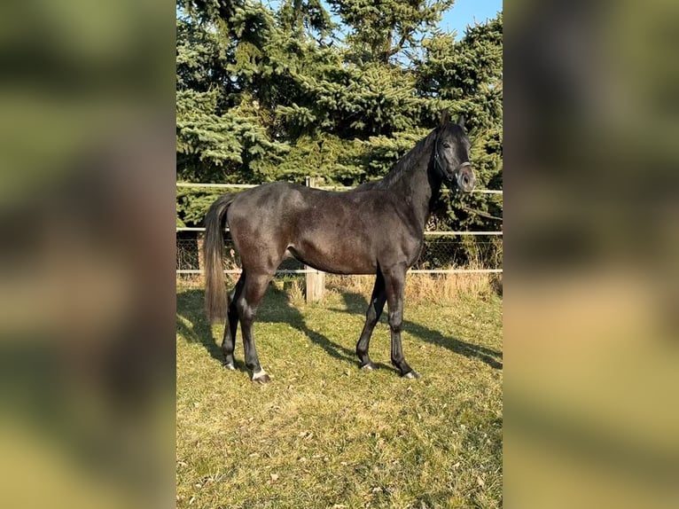 Westphalien Hongre 3 Ans Gris noir in Reichenwalde