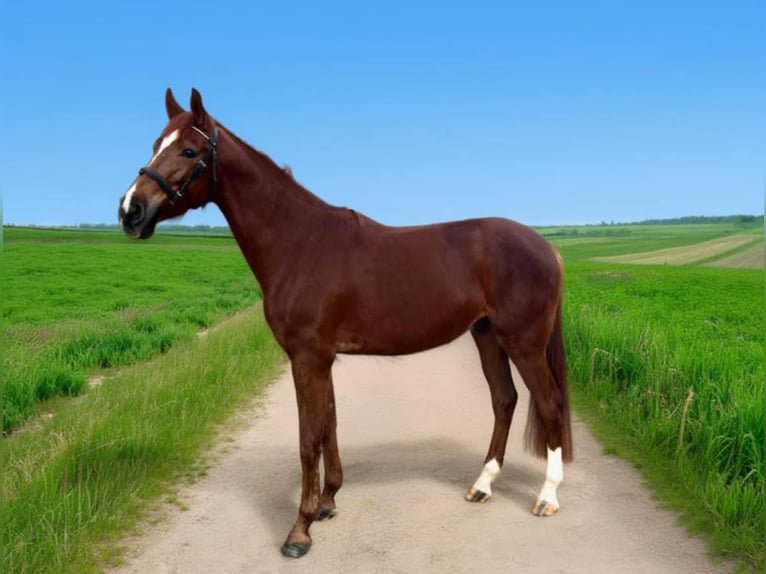 Westphalien Hongre 4 Ans 154 cm Alezan in Bergisch Gladbach