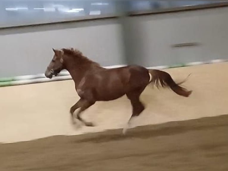 Westphalien Hongre 4 Ans 154 cm Alezan in Bergisch Gladbach