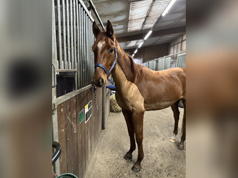 Westphalien Hongre 4 Ans 156 cm Alezan in Herten