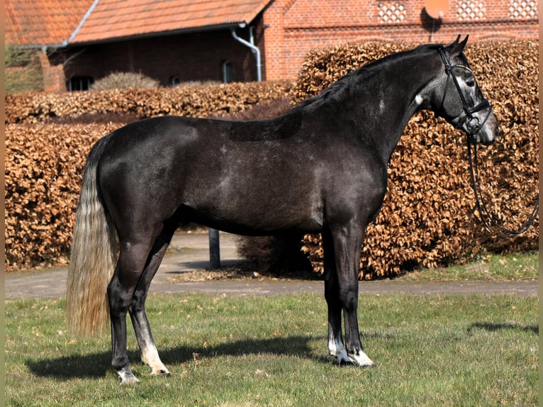 Westphalien Hongre 4 Ans 159 cm Gris noir in Rehburg-Loccum M&#xFC;nchehagen