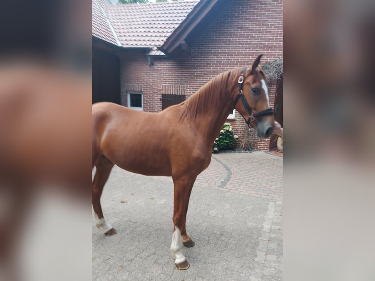 Westphalien Hongre 4 Ans 160 cm Alezan in Espelkamp