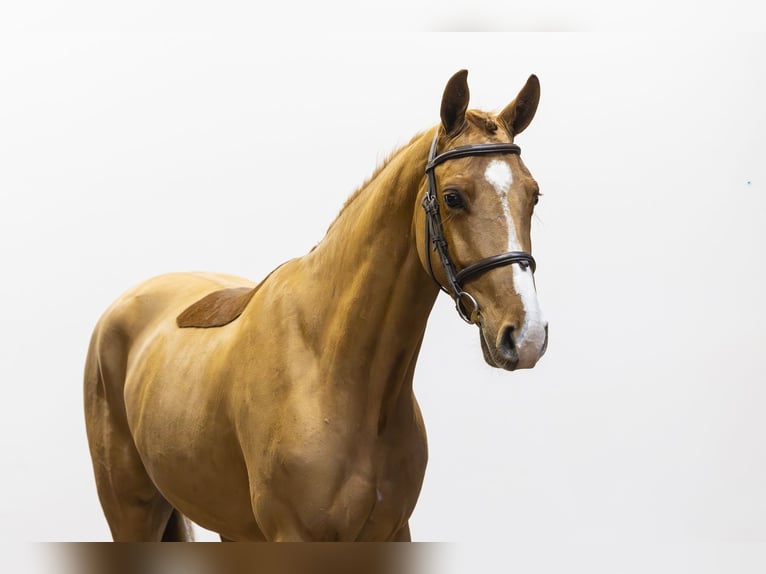 Westphalien Hongre 4 Ans 160 cm Alezan in Waddinxveen