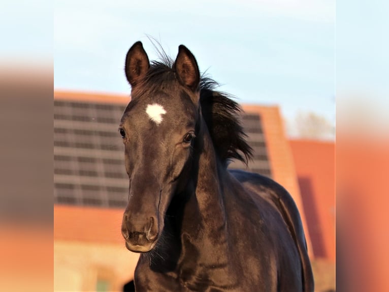 Westphalien Hongre 4 Ans 160 cm Noir in Nümbrecht