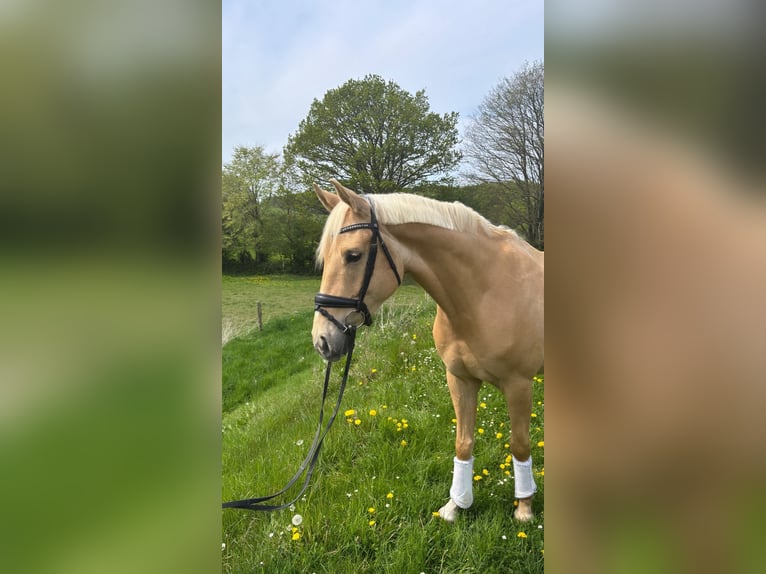 Westphalien Hongre 4 Ans 160 cm Palomino in Langballig