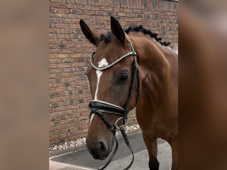Westphalien Hongre 4 Ans 162 cm Bai in Niederkassel