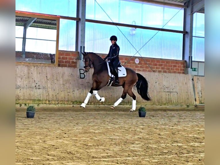 Westphalien Hongre 4 Ans 162 cm Bai clair in Warendorf