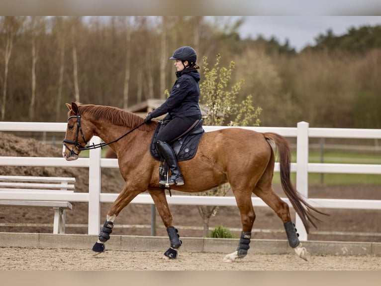 Westphalien Hongre 4 Ans 163 cm Alezan in Nienhagen