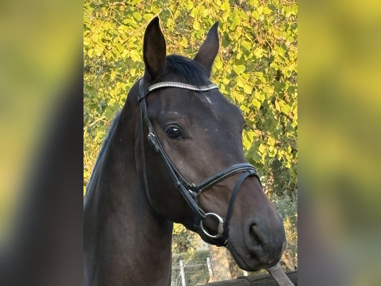 Westphalien Hongre 4 Ans 163 cm Bai brun in DIGES
