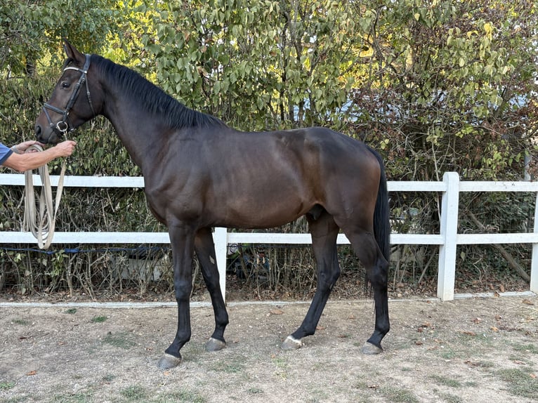 Westphalien Hongre 4 Ans 163 cm Bai brun in DIGES