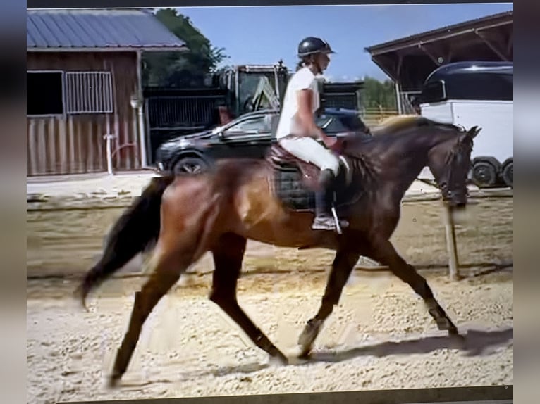 Westphalien Hongre 4 Ans 163 cm Bai brun in DIGES
