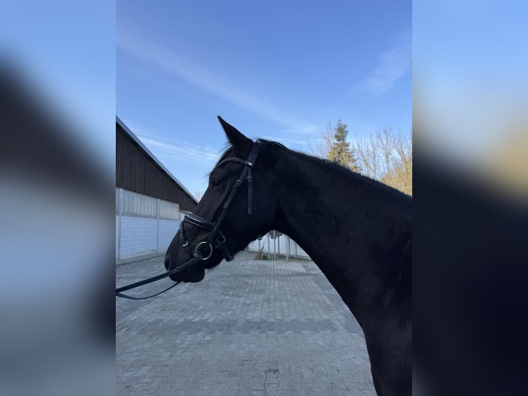 Westphalien Hongre 4 Ans 163 cm Bai brun foncé in Datteln