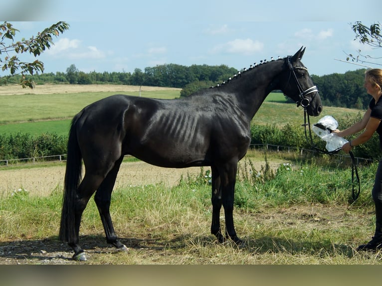 Westphalien Hongre 4 Ans 163 cm Noir in Iserlohn