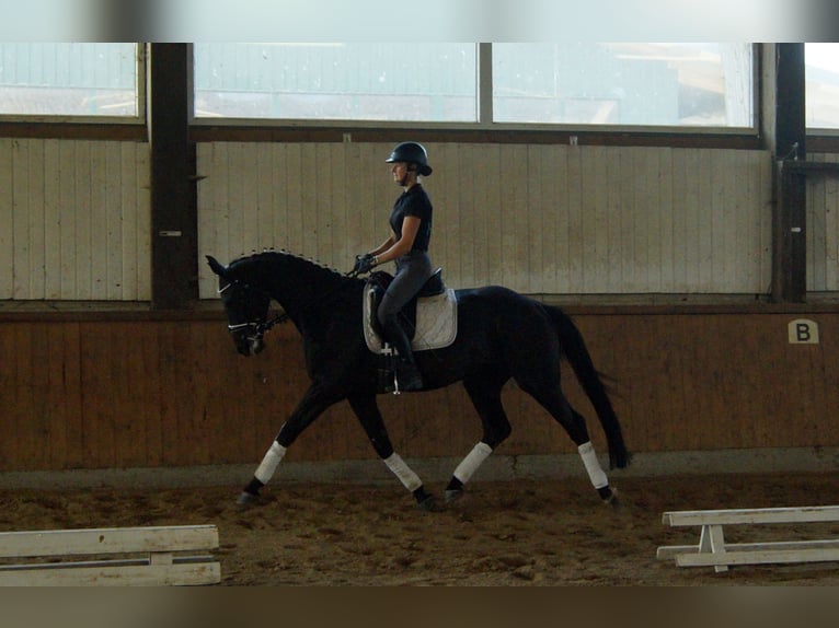 Westphalien Hongre 4 Ans 163 cm Noir in Iserlohn