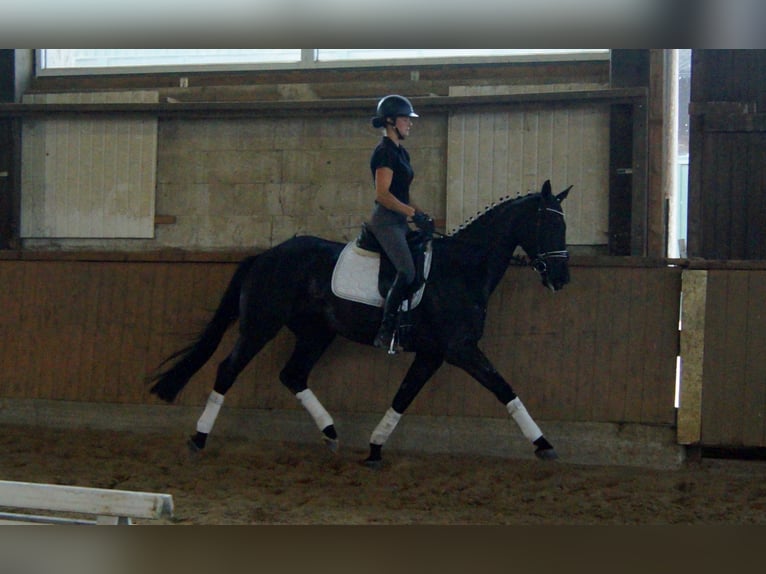 Westphalien Hongre 4 Ans 163 cm Noir in Iserlohn