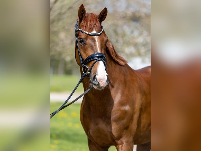 Westphalien Hongre 4 Ans 164 cm Alezan brûlé in Dorsten
