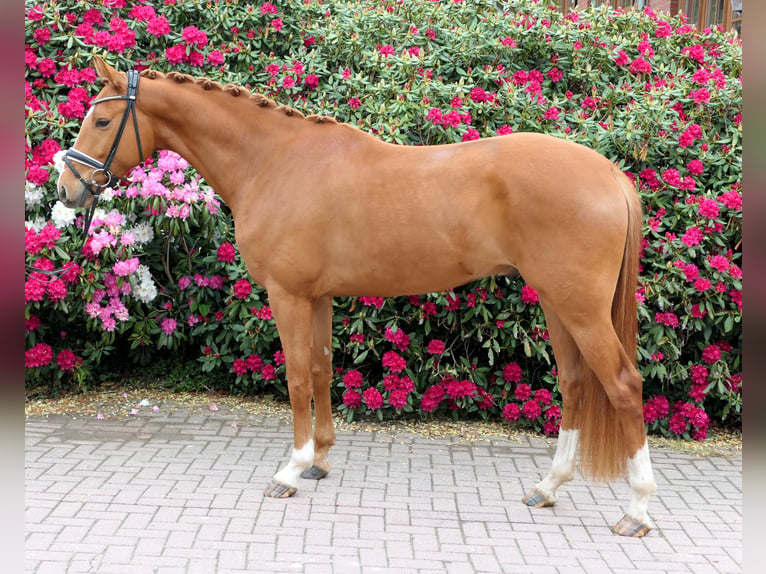 Westphalien Hongre 4 Ans 164 cm Alezan in Cappeln (Oldenburg)