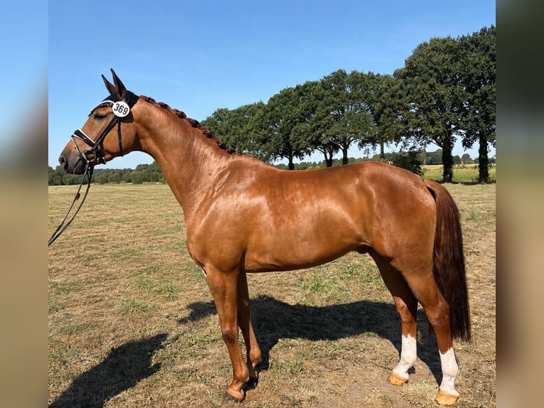 Westphalien Hongre 4 Ans 164 cm Alezan in Schöppingen