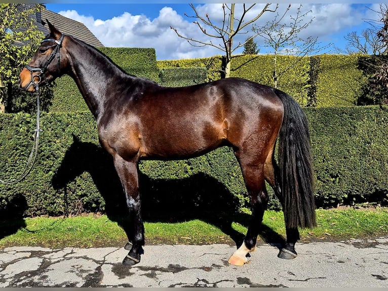 Westphalien Hongre 4 Ans 164 cm Bai brun in Dortmund