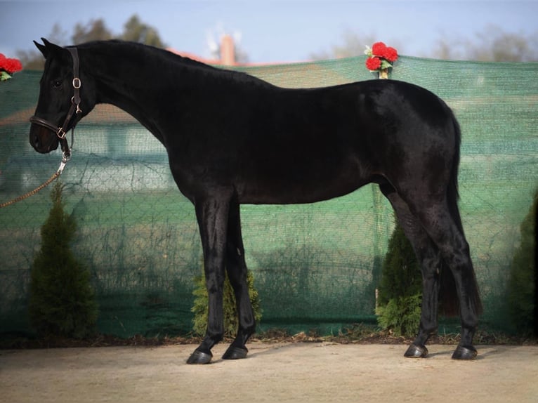 Westphalien Hongre 4 Ans 164 cm Noir in Snina