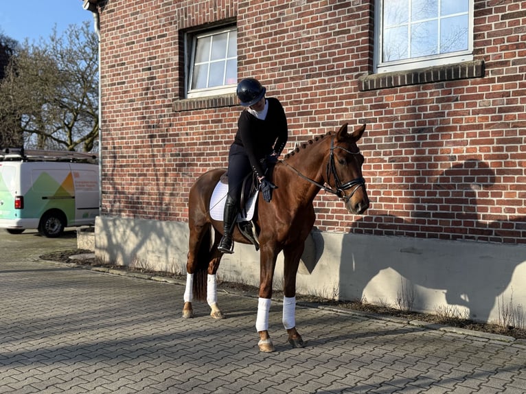 Westphalien Hongre 4 Ans 165 cm Alezan brûlé in Altenberge