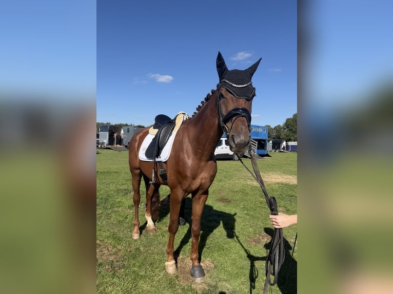 Westphalien Hongre 4 Ans 165 cm Alezan brûlé in Reichenbach
