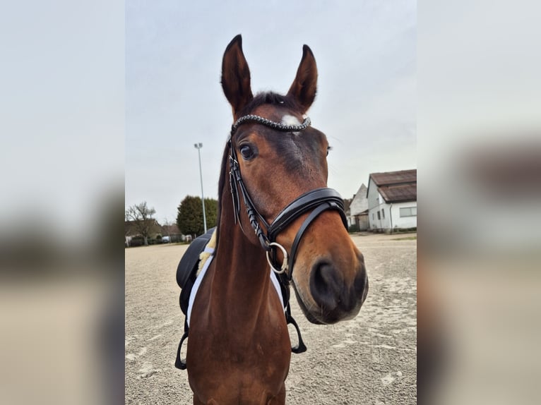 Westphalien Hongre 4 Ans 165 cm Bai in Herzogenaurach