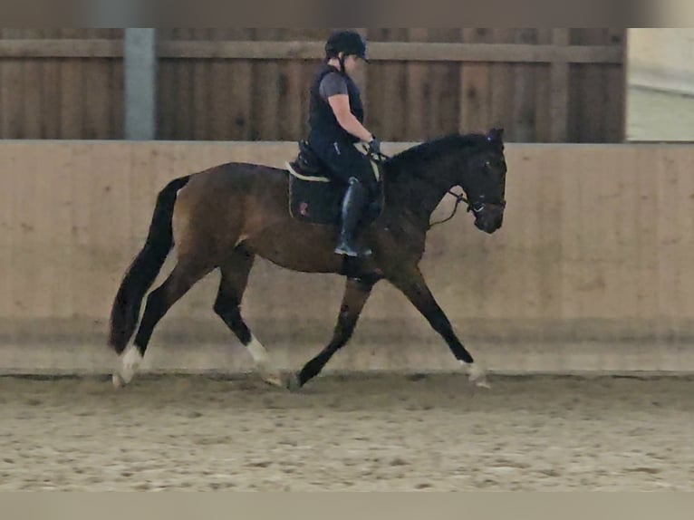 Westphalien Hongre 4 Ans 165 cm Bai in Herzogenaurach