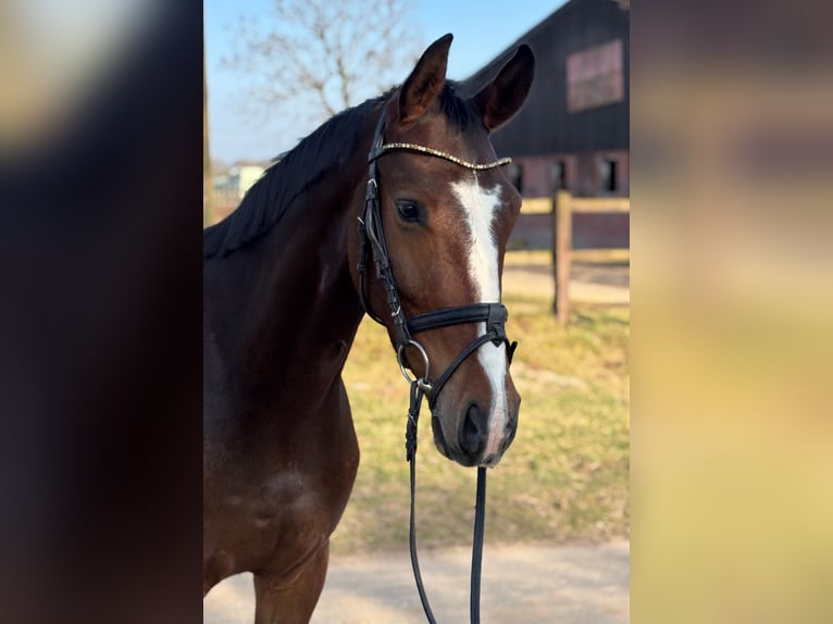 Westphalien Hongre 4 Ans 165 cm Bai in Saerbeck