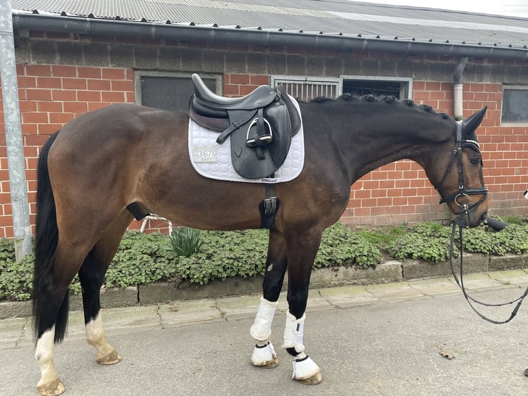 Westphalien Hongre 4 Ans 165 cm Bai in Löhne