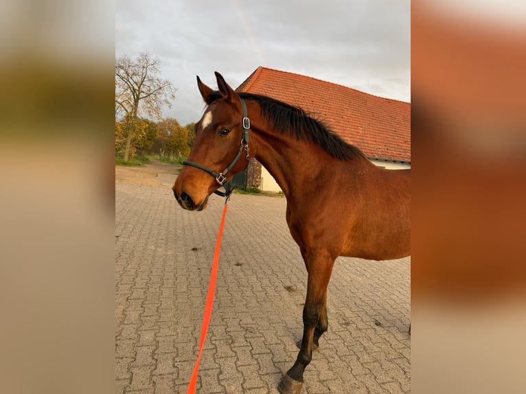 Westphalien Hongre 4 Ans 165 cm Bai in Uedem