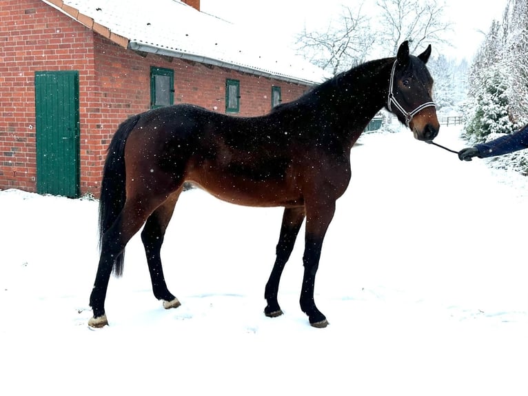 Westphalien Hongre 4 Ans 165 cm  in Hamm