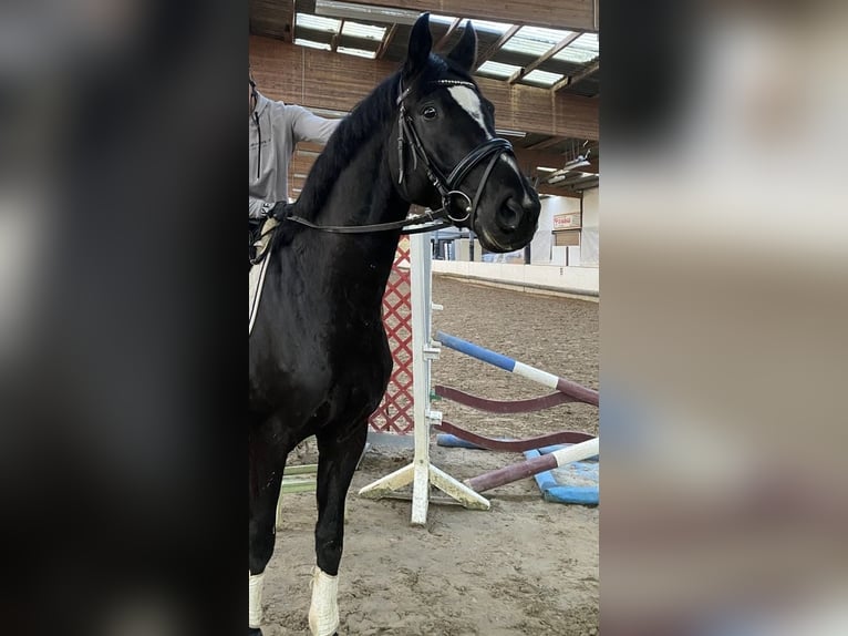 Westphalien Hongre 4 Ans 165 cm Noir in RosendahlOsterwick