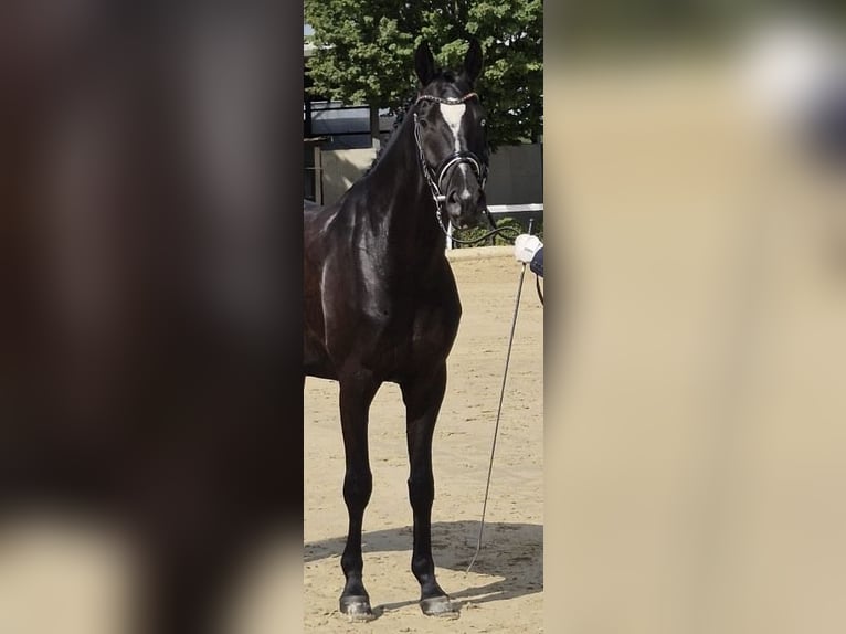 Westphalien Hongre 4 Ans 165 cm Noir in RosendahlOsterwick