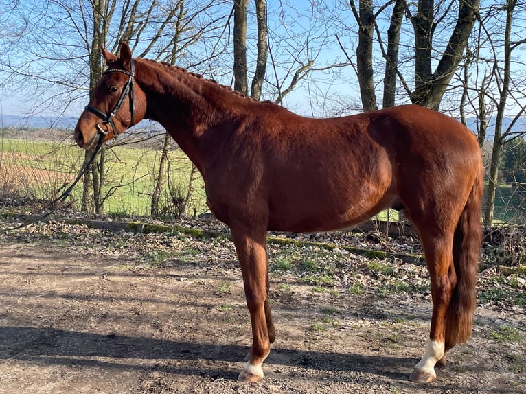 Westphalien Hongre 4 Ans 166 cm Alezan brûlé in Womrath