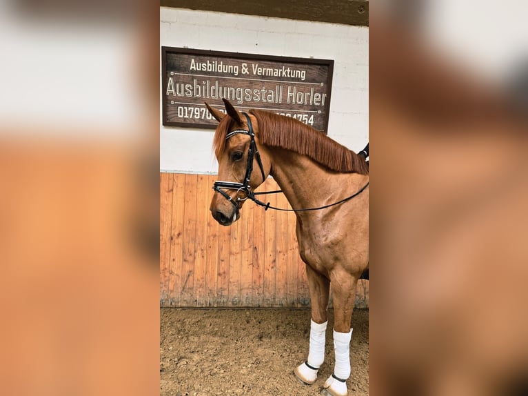 Westphalien Hongre 4 Ans 166 cm Alezan cuivré in Röttingen