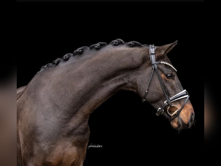 Westphalien Hongre 4 Ans 166 cm Bai brun in Lehrberg