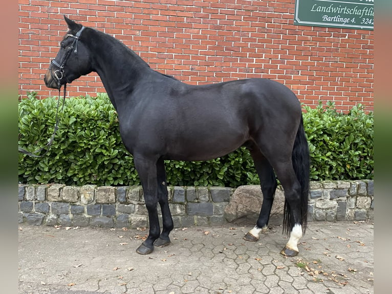 Westphalien Hongre 4 Ans 166 cm Bai brun foncé in Minden