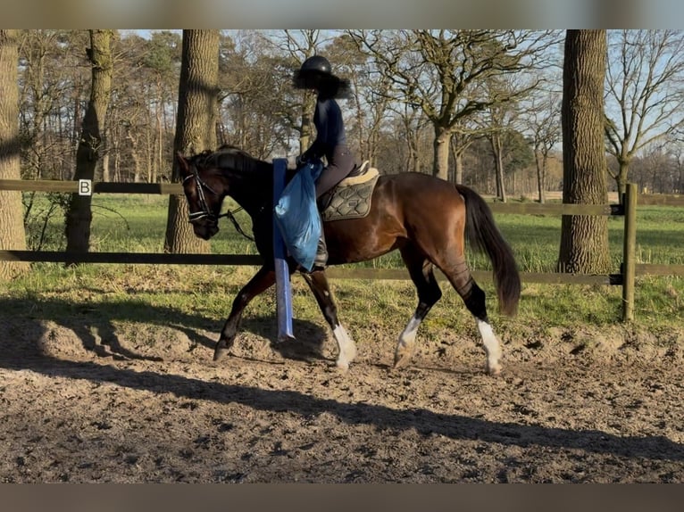 Westphalien Hongre 4 Ans 166 cm Bai in Gronau (Westfalen)
