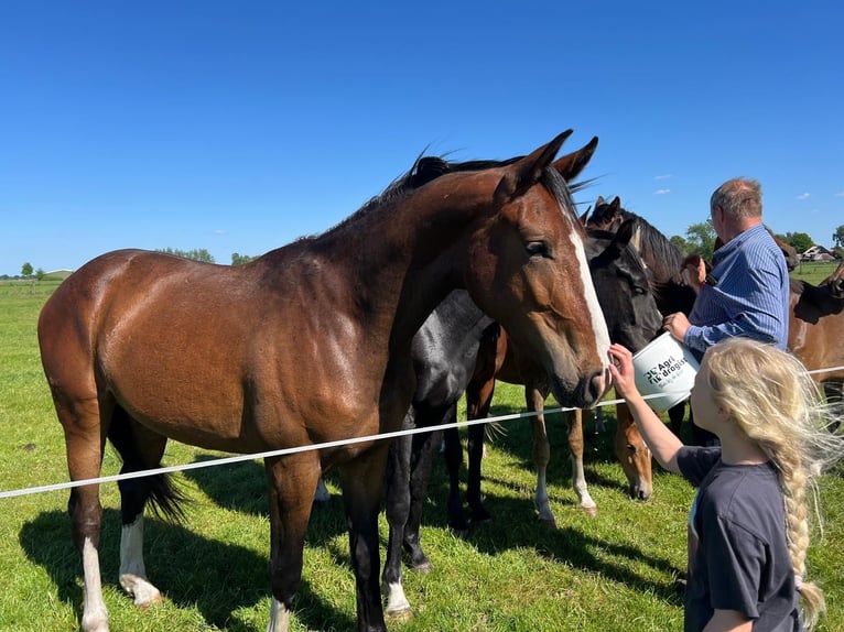 Westphalien Hongre 4 Ans 166 cm Bai in Gronau (Westfalen)