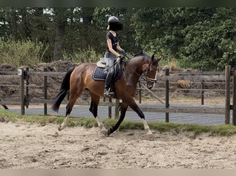 Westphalien Hongre 4 Ans 166 cm Bai in Gronau (Westfalen)
