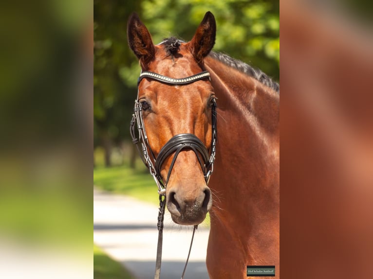 Westphalien Hongre 4 Ans 166 cm Bai in Greven