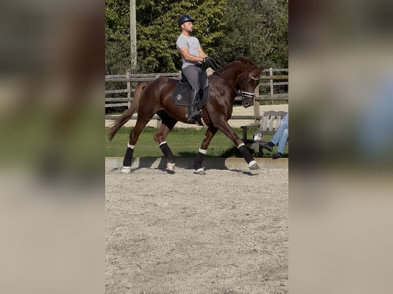 Westphalien Hongre 4 Ans 167 cm Alezan brûlé in Wagenfeld