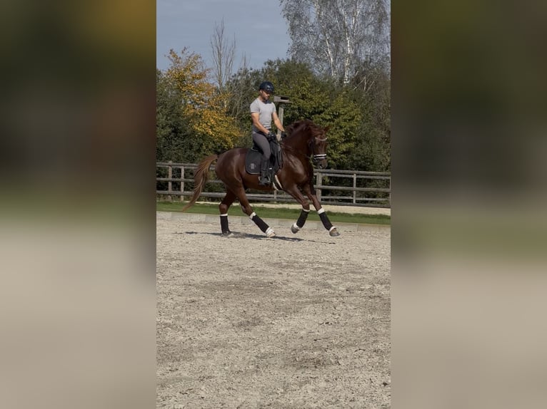 Westphalien Hongre 4 Ans 167 cm Alezan brûlé in Wagenfeld